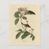 Bachman's Finch (Sparrow) Audubon Birds of America Postkarte (Vorderseite)