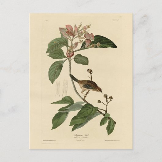 Bachman's Finch (Sparrow) Audubon Birds of America Postkarte (Vorderseite)