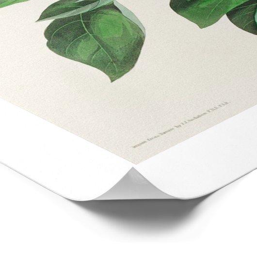 Bachman's Finch von Audubon Poster (Ecke)