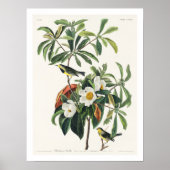 Bachman's Warbler von Audubon Poster (Vorne)
