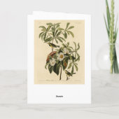 Bachman's Warbler von Audubons Vögeln von Amerika Karte (Rückseite)