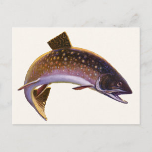 Bachsaibling-Fisch, Vintage-Angelsport-Fischer Postkarte