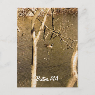 Back Bay Fens Wildlife Postkarte