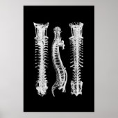 Backbone Anatomy Wall Decoder Medical Art Poster (Vorne)