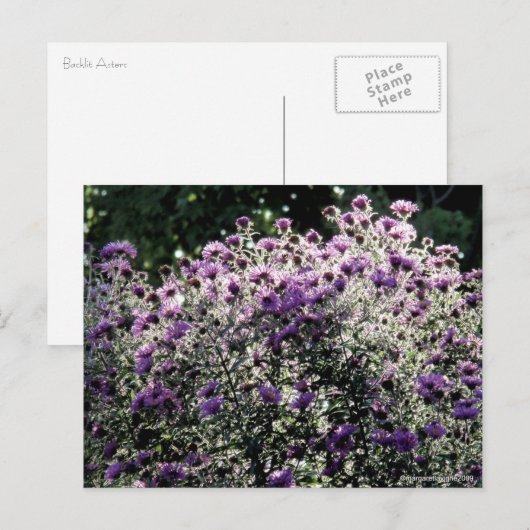 Backlit Asters Postkarte (Vorne/Hinten)