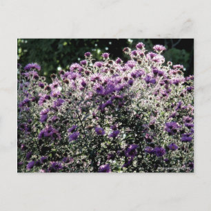 Backlit Asters Postkarte