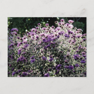 Backlit Asters Postkarte