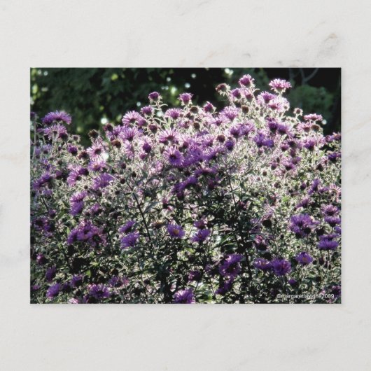 Backlit Asters Postkarte (Vorderseite)