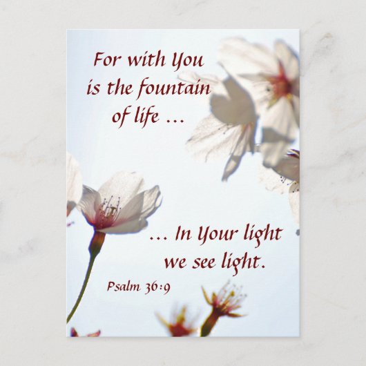 Backlit Cherry Blossoms 2 Postkarte (Vorderseite)