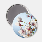 Backlit Cherry Blossoms Magnet (Vorderseite/Rückseite)