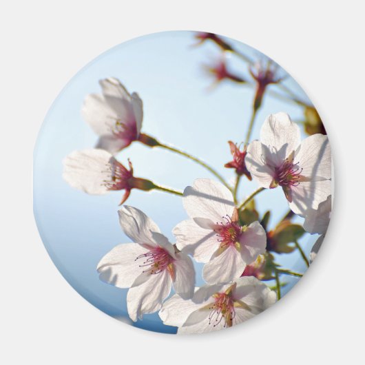 Backlit Cherry Blossoms Magnet (Vorne)