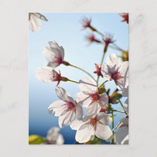 Backlit Cherry Blossoms Postkarte (Vorderseite)