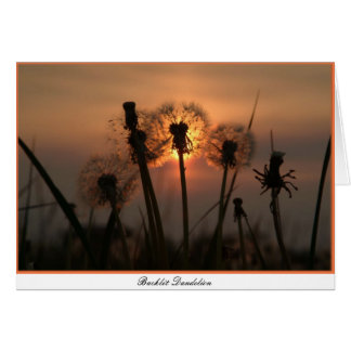 Backlit Dandelion