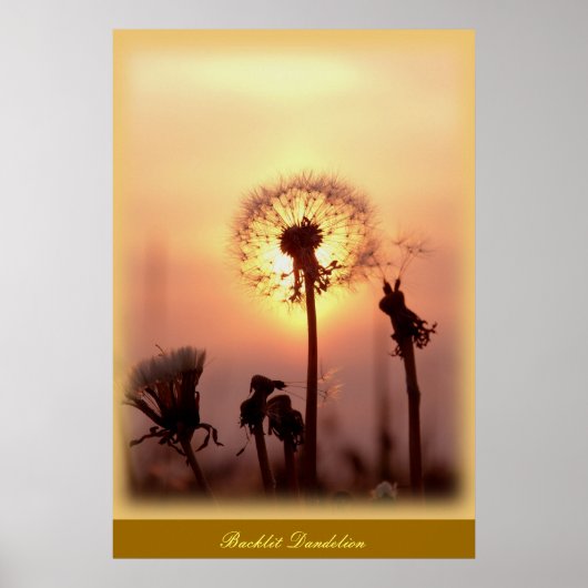 Backlit Dandelion - Chisasibi Quebec Kanada Poster (Vorne)