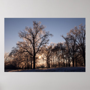 Backlit-Eisbäume Poster