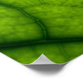 Backlit Green Leaf Poster (Ecke)