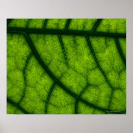 Backlit Green Leaf Poster (Vorne)