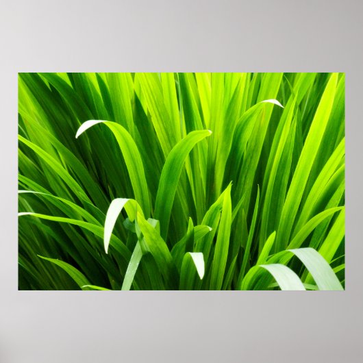 Backlit Leaves in Garden Poster (Vorne)