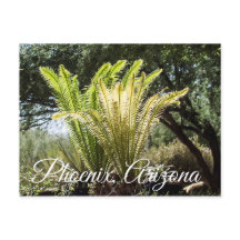 Backlit Palmen Phoenix, Arizona Postkarte