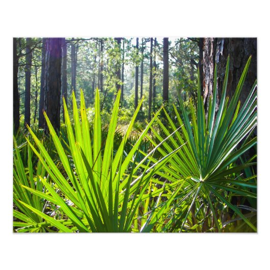 Backlit Saw Palmetto Fronds Fotodruck (Vorne)