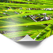 Backlit Saw Palmetto Fronds Fotodruck (Ecke)