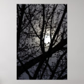 Backlit Tree Poster (Vorne)