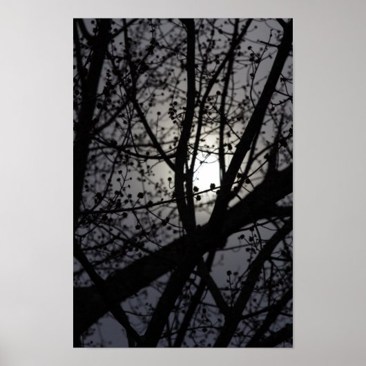 Backlit Tree Poster (Vorne)