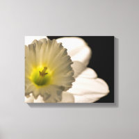Backlit White Daffodil Blume