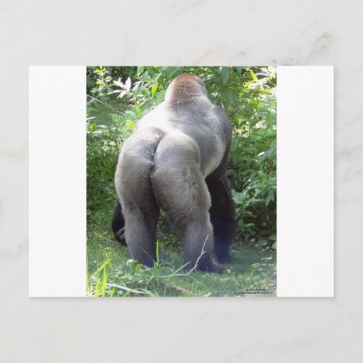 Backside of Gorilla Postkarte (Vorderseite)
