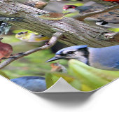 Backyard Bird Poster (Ecke)