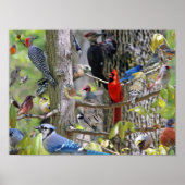 Backyard Bird Poster (Vorne)