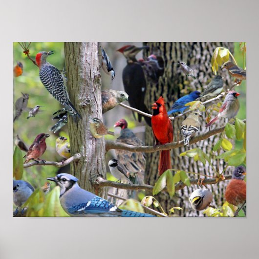 Backyard Bird Poster (Vorne)