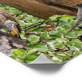 Backyard Birds of East Poster (Ecke)
