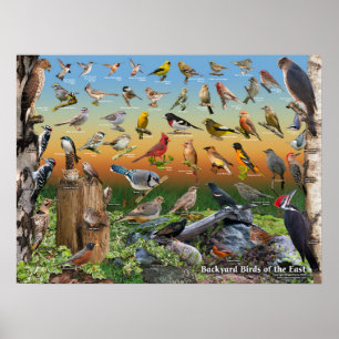 Backyard Birds of East Poster