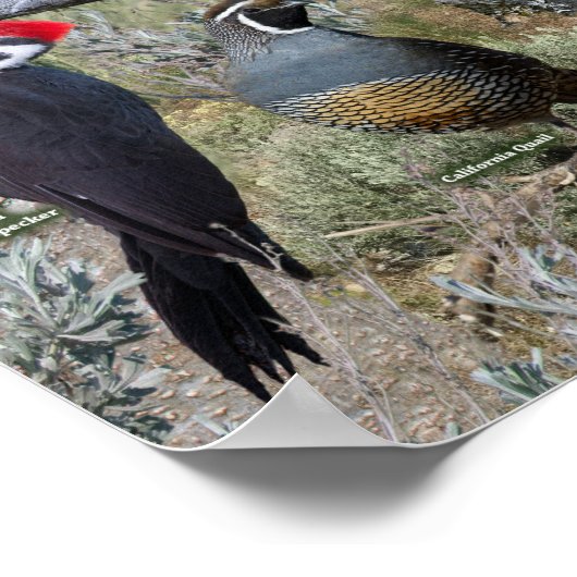 Backyard Birds of Eastern Washington Poster