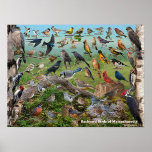 Backyard Birds of Massachusetts Poster