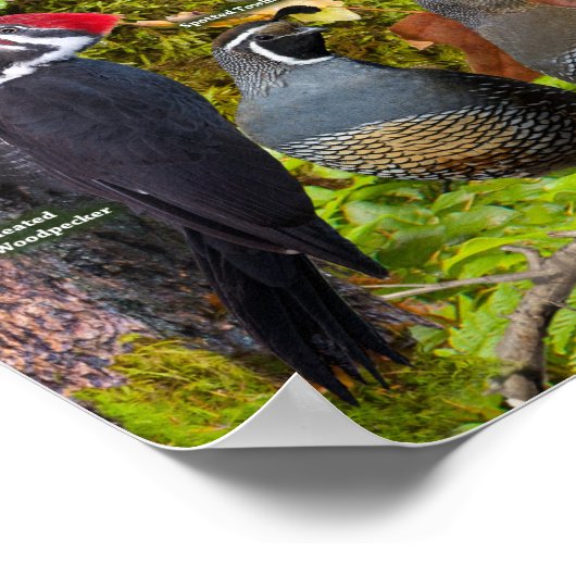 Backyard Birds of the West ID Poster (Ecke)