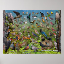 Backyard Birds of the West ID Poster