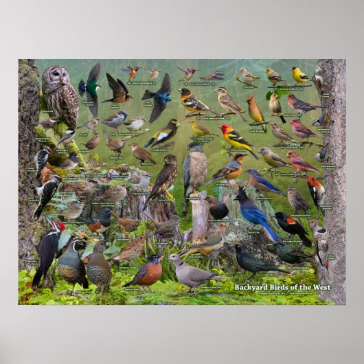 Backyard Birds of the West Poster 2021 Edition (Vorne)