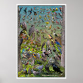 Backyard Birds of the West Special Edition Poster (Vorne)