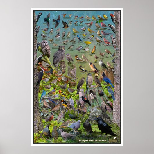 Backyard Birds of the West Special Edition Poster (Vorne)