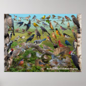 Backyard Birds of West Virginia Poster (Vorne)