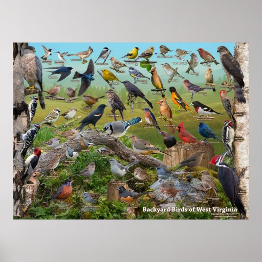 Backyard Birds of West Virginia Poster (Vorne)