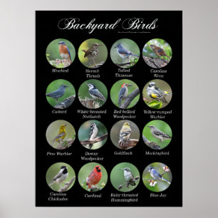Backyard Birds Poster