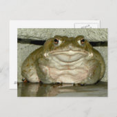 Backyard Bufo alvarius - Colorado River Toad Postkarte (Vorne/Hinten)
