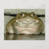 Backyard Bufo alvarius - Colorado River Toad Postkarte (Vorderseite)