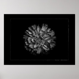 Backyard Flowers In Black & White No 79 Border Poster