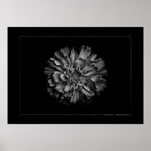 Backyard Flowers In Black & White No 79 Border Poster (Vorne)