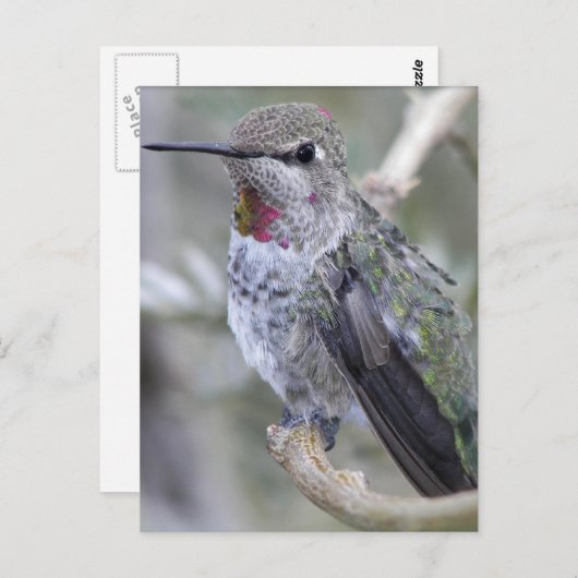 Backyard Hummingbird Postkarte (Vorne/Hinten)