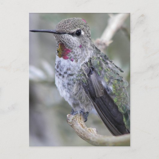 Backyard Hummingbird Postkarte (Vorderseite)